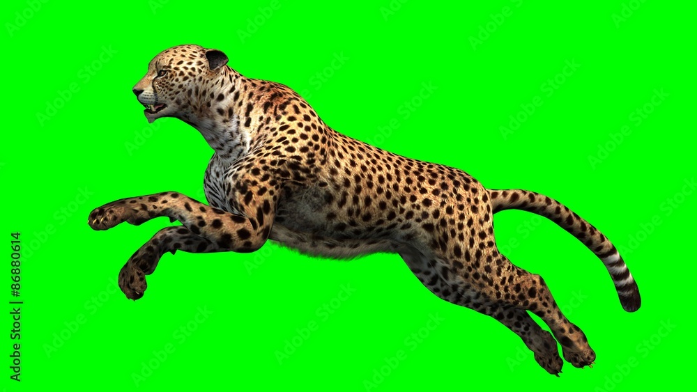 Obraz premium Cheetah - Green Screen