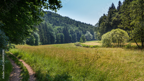 Sommerwiese