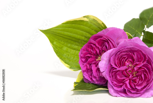 イングリッシュローズ