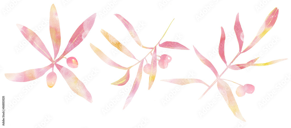 Tender toned watercolour sandthorn berries and leaves, three drawings