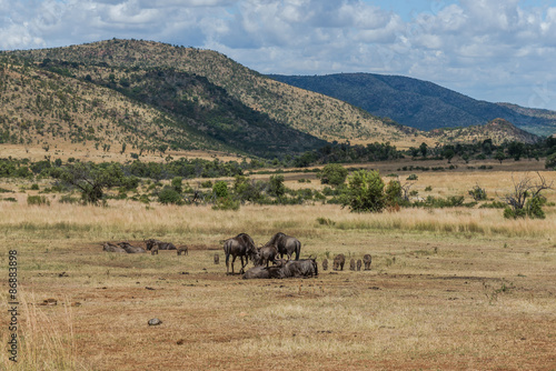 Wildebeest, Pilanesberg national park. South Africa.    © kamira