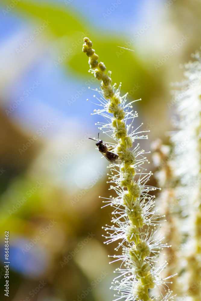 Abeja polinizando en las flores lilas y en la flor de la castaña. Volando de flor en flor. Macro mundo que nos rodea en nuestros jardines. Abeja polinizando en las flores lilas y en la flor de la castaña. Volando de flor en flor. Macro mundo que nos rodea en nuestros jardines.