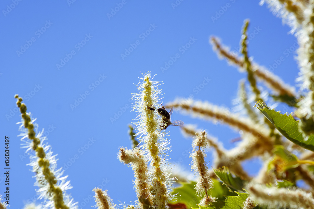 Abeja polinizando en las flores lilas y en la flor de la castaña. Volando de flor en flor. Macro mundo que nos rodea en nuestros jardines. Abeja polinizando en las flores lilas y en la flor de la castaña. Volando de flor en flor. Macro mundo que nos rodea en nuestros jardines.