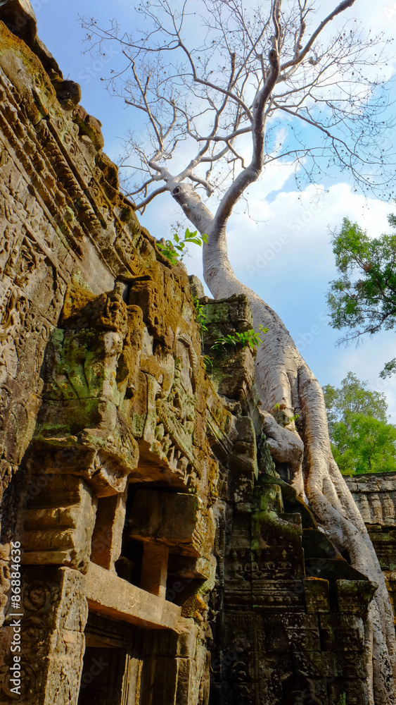 Naklejka premium Ta Prohm Temple, Ankor Wat, Seim Reap, Cambodia