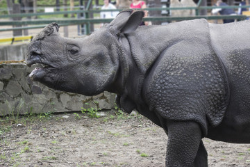 Fototapete Nashorn Indian rhino  © vargabandi
