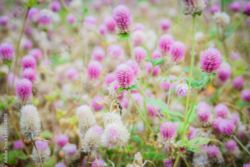 Wallpaper Mural Pink flowers in garden Torontodigital.ca