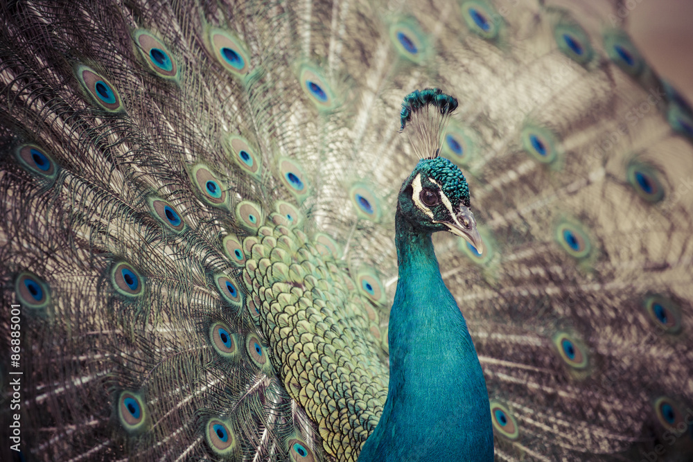 Obraz premium Portrait of beautiful peacock with feathers out