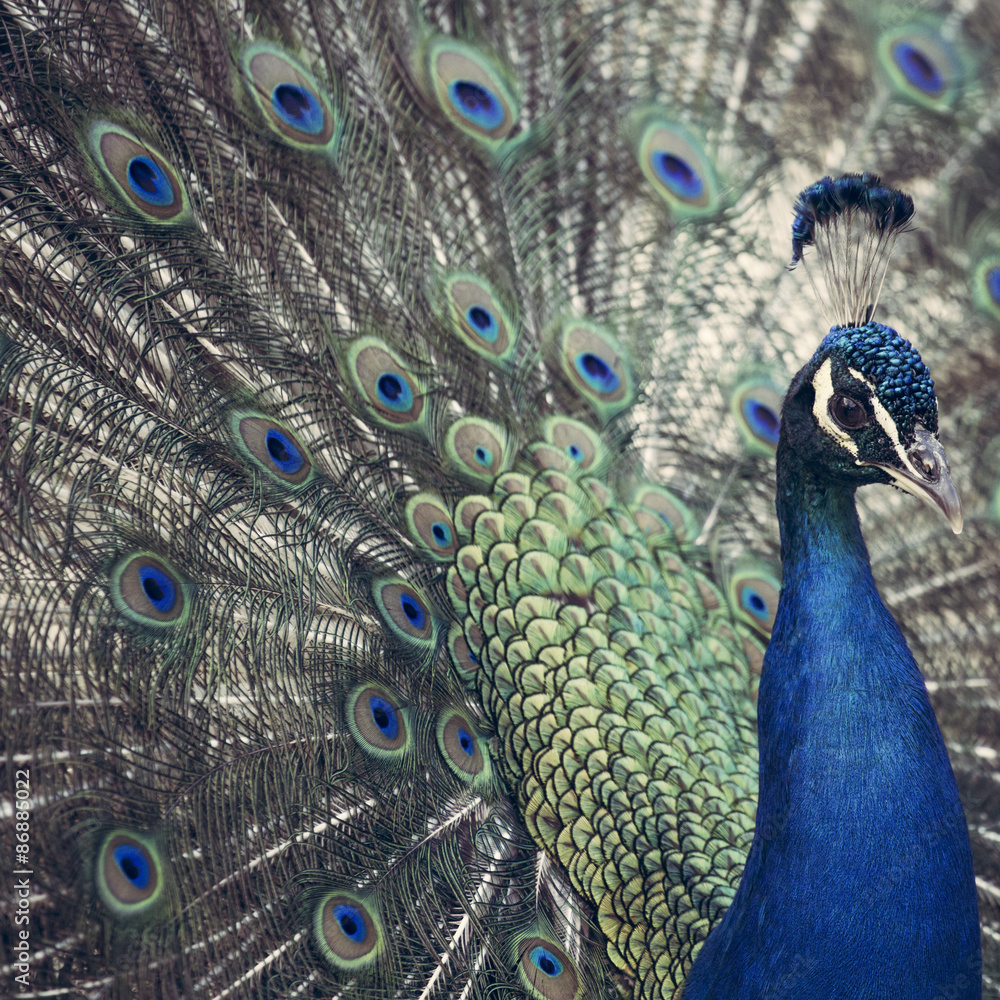 Obraz premium Portrait of beautiful peacock with feathers out
