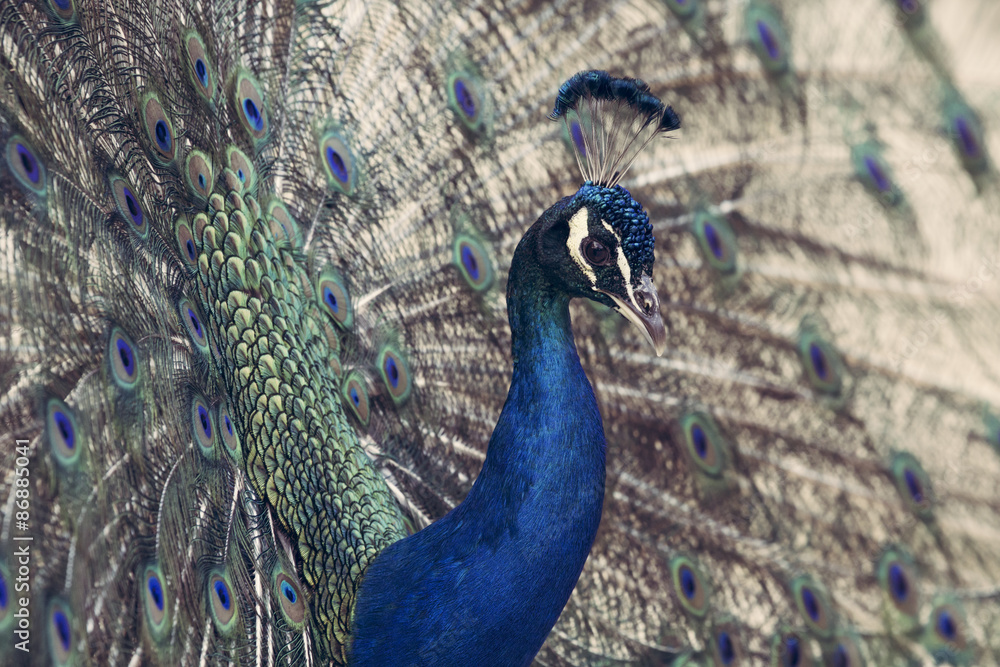 Fototapeta Portrait of beautiful peacock with feathers out