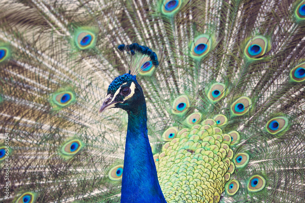 Obraz premium Portrait of beautiful peacock with feathers out