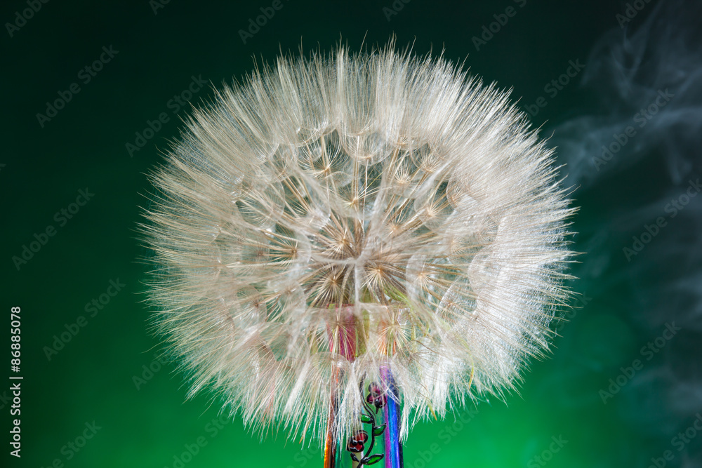Foto Stock Soffione gigante fotografato in studio. Fumo e luce verde di ...