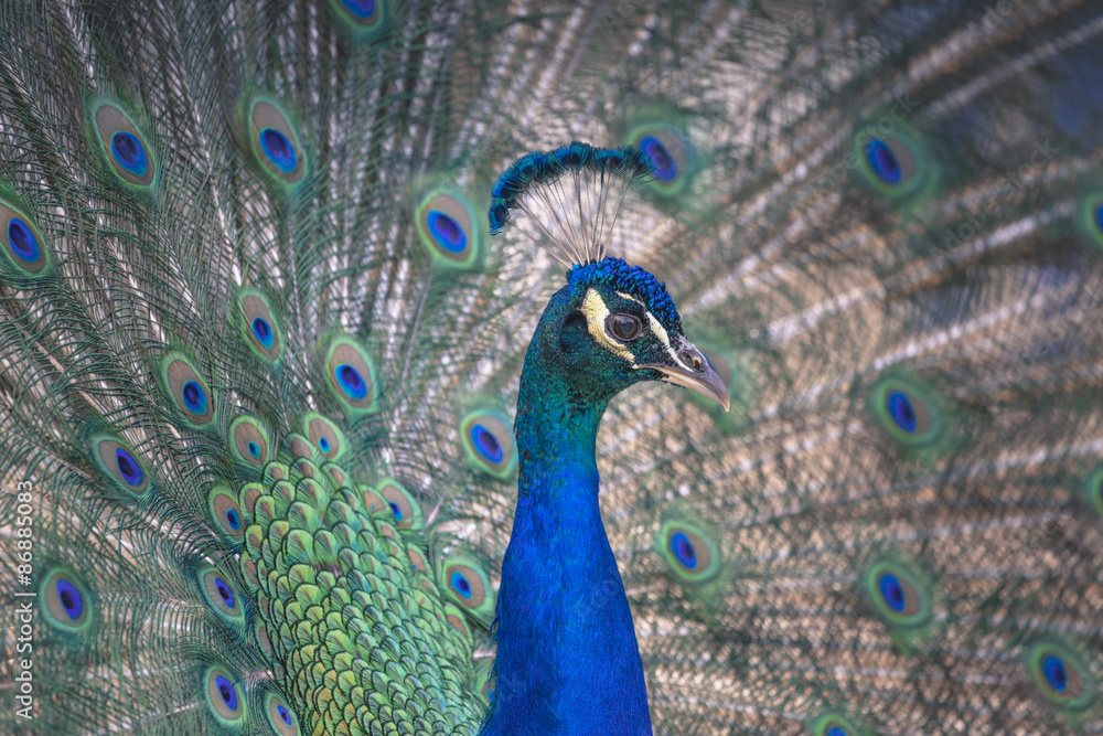 Fototapeta premium Portrait of beautiful peacock with feathers out