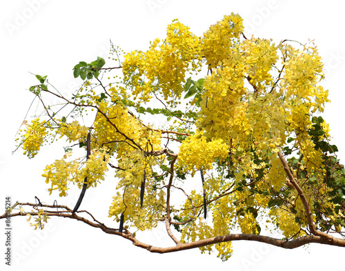 Golden shower tree  Cassia fistula  isolated on white background.
