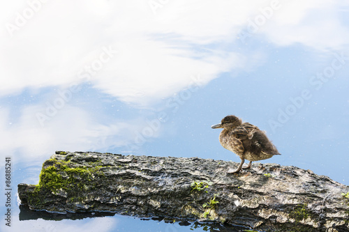 Lonely baby duck on a tree log