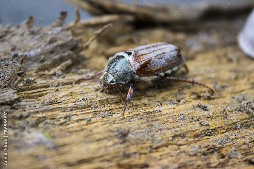 Cockchafer