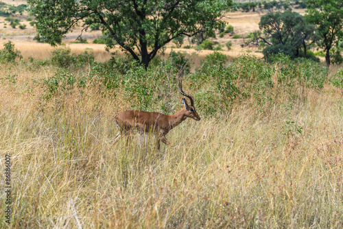 Impala (antelope), Pilanesberg national park. South Africa. 
