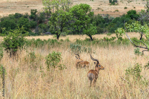 Impala  antelope   Pilanesberg national park. South Africa.   