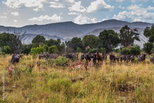 Animals in the rain, Pilanesberg national park. 