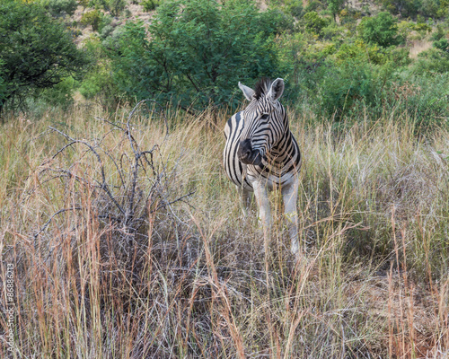 Zebra. Pilanesberg national park. South Africa.   