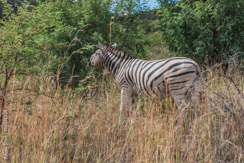 Zebra. Pilanesberg national park. South Africa.   