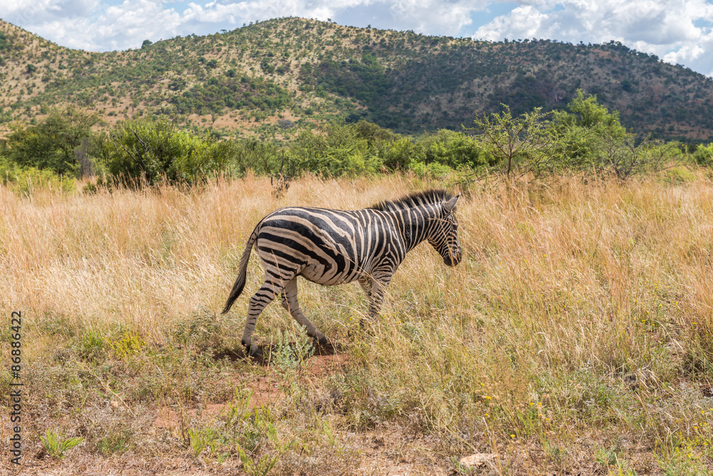 Obraz premium Zebra. Pilanesberg national park. South Africa. 