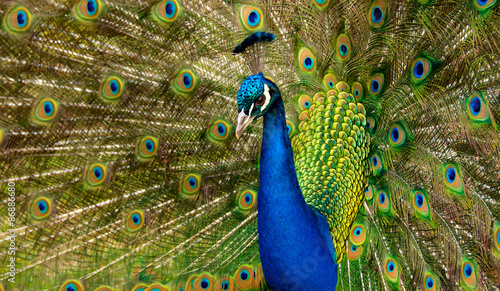Quadro su tela King of Birds