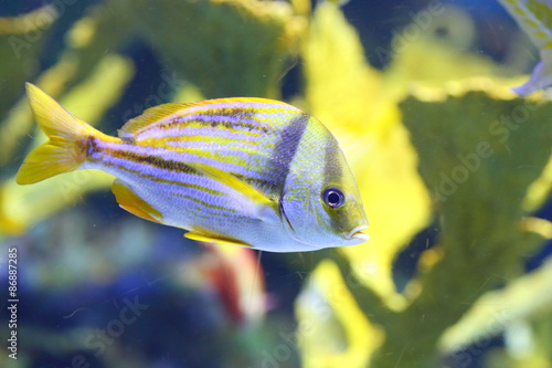 Anisotremus virginicus, the porkfish, also known as the Atlantic porkfish sweetlips, dogfish or paragrate grunt, is a species of marine ray-finned fish, a grunt belonging to the family Haemulidae. photo