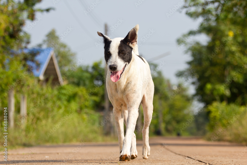 The dog running or walking on road The dog running or walking on road