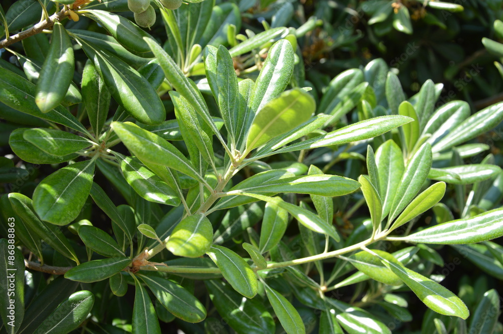 Rhododendron Rhododendron
