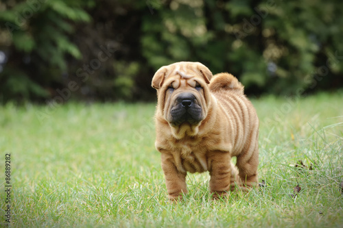 Chinese Shar pei puppy portrait