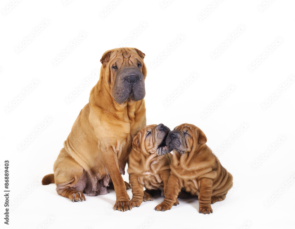 Shar pei puppies with mother