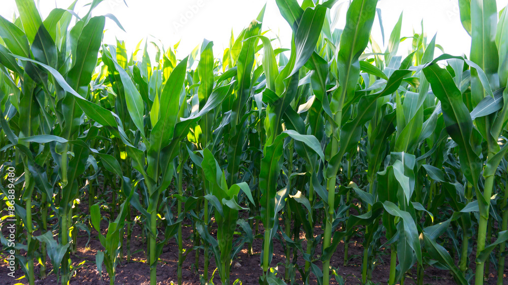 grünes maisfeld mit hohen pflanzen grünes maisfeld mit hohen pflanzen