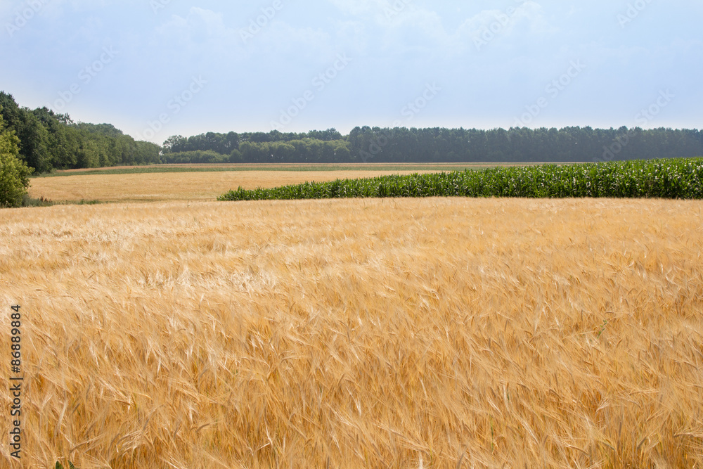 Wheat field by summer day