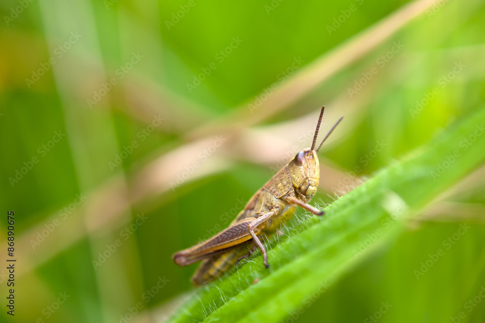 grasshopper on leaf grasshopper on leaf