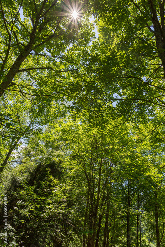 Soleil à travers les arbres