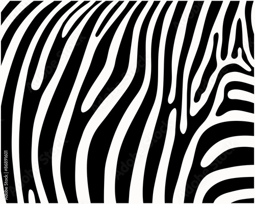 Print pattern, skin of zebra, vector illustration