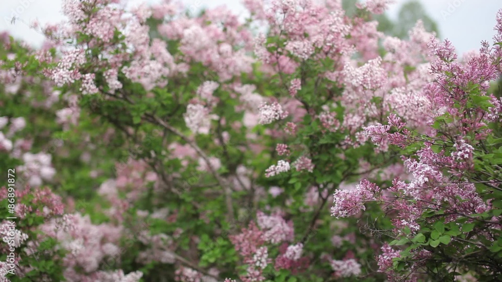 Close-up video of blossoming lila Close-up video of blossoming lila