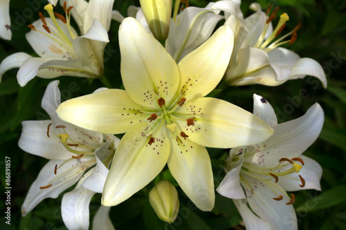 Fototapeta Naklejka Na Ścianę i Meble -  Bouquet of white and yellow lily