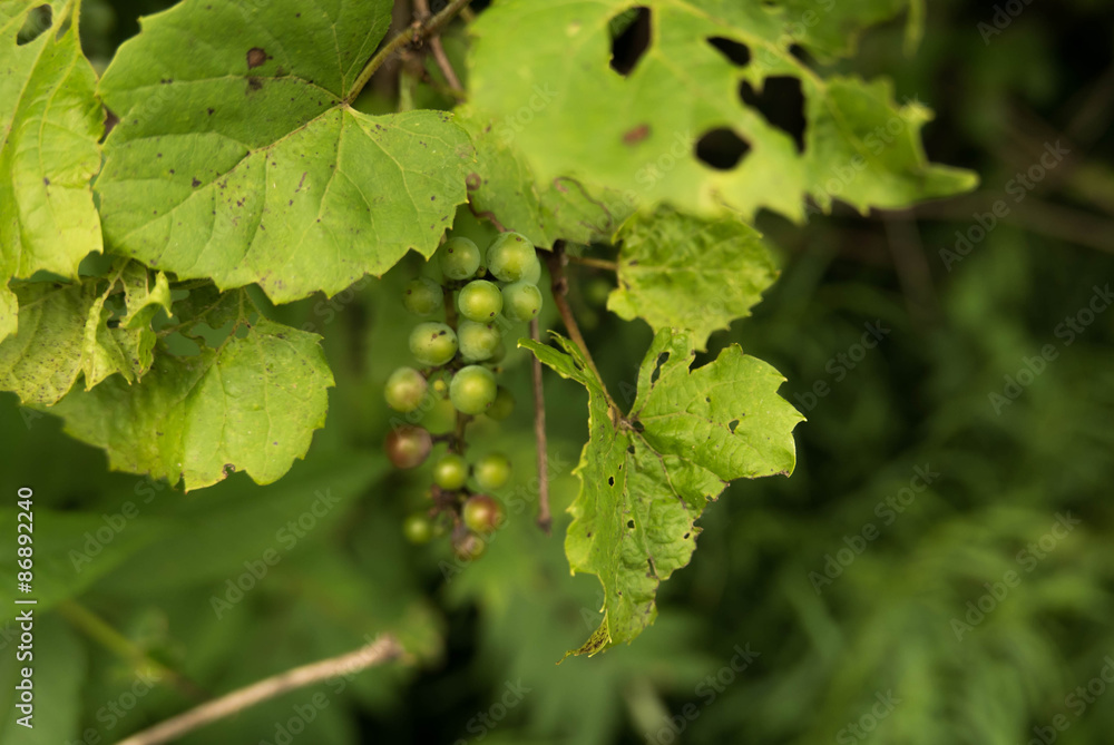 Wild Green Grapes. River Bank Grape, Frost Grape or Vitis riparia Michx. A native American wild grape. Culver, Indiana. Wild Green Grapes. River Bank Grape, Frost Grape or Vitis riparia Michx. A native American wild grape. Culver, Indiana.