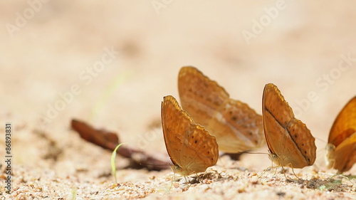 Nymphalida Cirrochroa tyche butterflies are eat mineral. photo