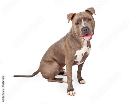 Attentive Staffordshire Bull Terrier Dog Sitting At An Angle
