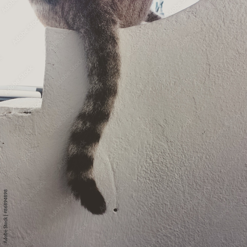 Fototapeta Cat tail