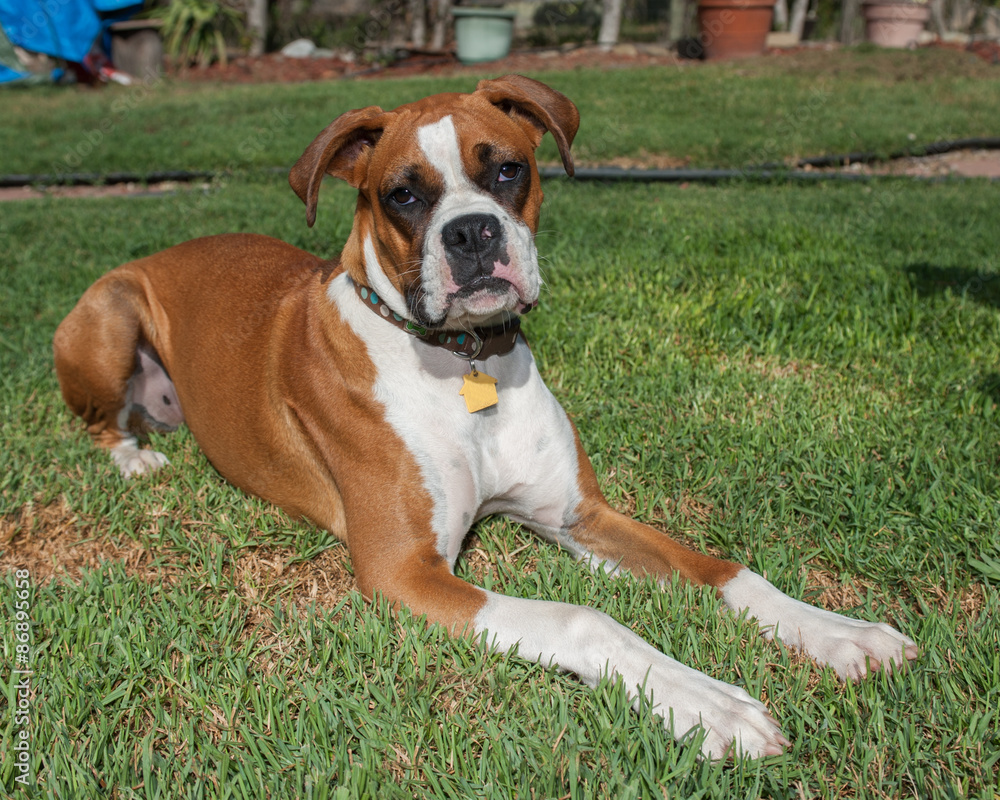 Cute Boxer puppy lounging in the yard.