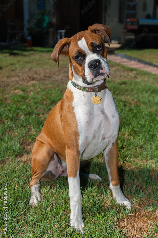 Cute Boxer puppy sitting tall and pretty.