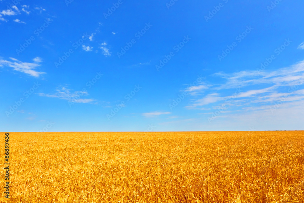 Farmer field of wheat against the blue sky. Farmer field of wheat against the blue sky.