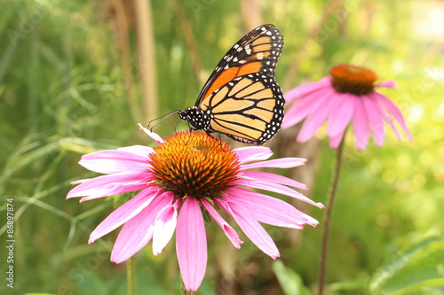 A  Monarch butterfly   Danaus Plexippus  sipping nectar through its proboscis from a  Blacksamson Echinacea   Echinacea Angustifolia   or Narrow Leaved Purple Coneflower  in Innsbruck  Austria.