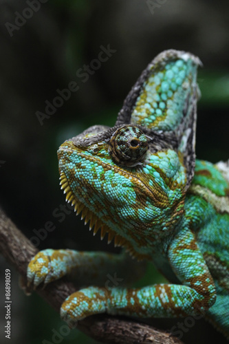 Veiled chameleon  Chamaeleo calyptratus .