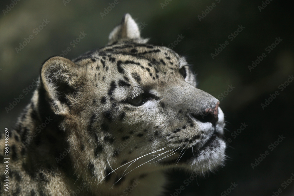 Naklejka premium Snow leopard (Panthera uncia).