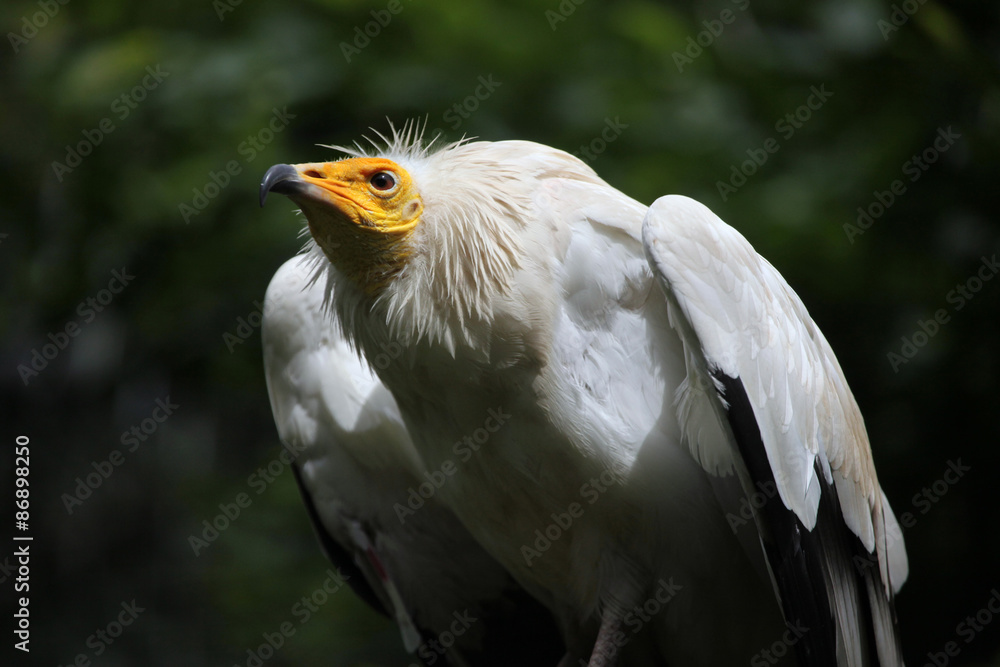 Obraz premium Egyptian vulture (Neophron percnopterus).
