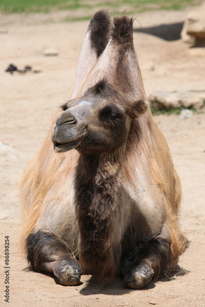 Domestic Bactrian camel (Camelus bactrianus). Domestic Bactrian camel (Camelus bactrianus).